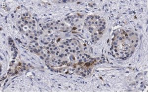 Anti-Cyclin D1 Antibody, clone 1J9, ZooMAb Rabbit Monoclonal 