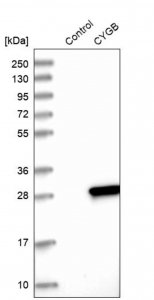 Anti-CYGB antibody produced in rabbit HPA017757-100UL