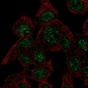 Anti-CYGB antibody produced in rabbit HPA017757-100UL