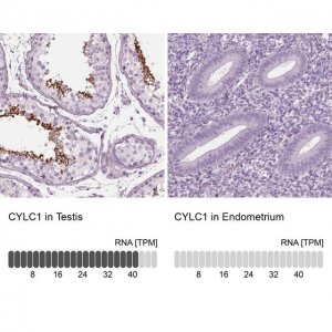 Anti-CYLC1 antibody produced in rabbit 