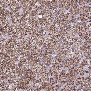 Anti-CYP11A1 antibody produced in rabbit 