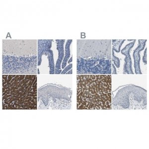 Anti-CYP2C8 antibody produced in rabbit 