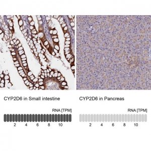 Anti-CYP2D6 antibody produced in rabbit 