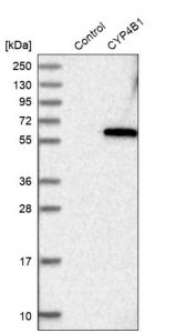 Anti-CYP4B1 antibody produced in rabbit HPA004331-100UL