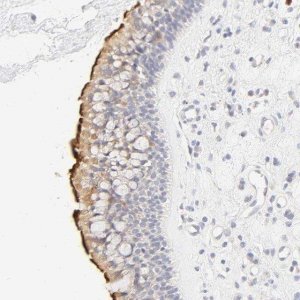 Anti-CYP4B1 antibody produced in rabbit HPA004331-100UL