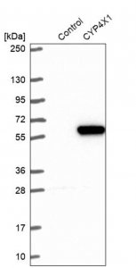 Anti-CYP4X1 antibody produced in rabbit 
