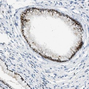 Anti-CYP4X1 antibody produced in rabbit 