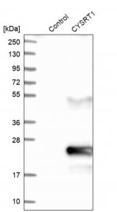 Anti-CYSRT1 antibody produced in rabbit 