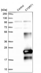 Anti-CYSRT1 antibody produced in rabbit HPA021886-100UL