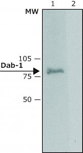 Anti-Dab-1 (C-terminal) from rabbit 