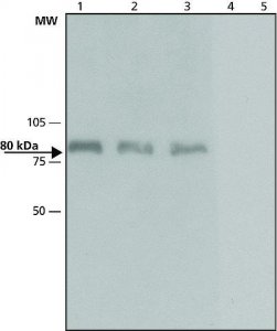Anti-Dab-1 (C-terminal) from rabbit 