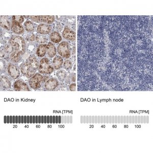 Anti-DAO antibody produced in rabbit 