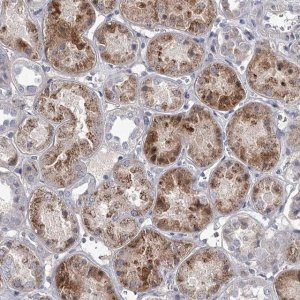 Anti-DAO antibody produced in rabbit 
