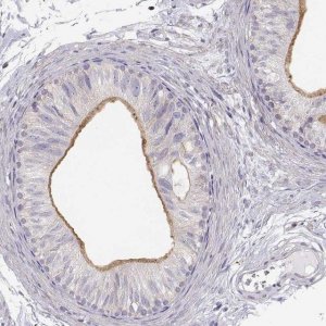 Anti-DAPL1 antibody produced in rabbit 