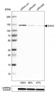 Anti-DAXX antibody produced in rabbit 