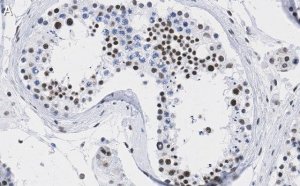 Anti-DAXX Antibody, clone 1L6 ZooMAb Rabbit Monoclonal 