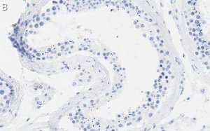 Anti-DAXX Antibody, clone 1L6 ZooMAb Rabbit Monoclonal 