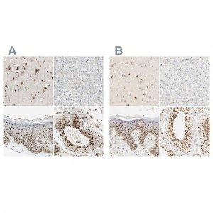Anti-DAZAP1 antibody produced in rabbit 