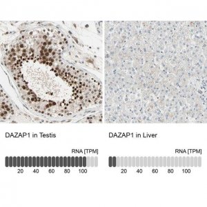 Anti-DAZAP1 antibody produced in rabbit 