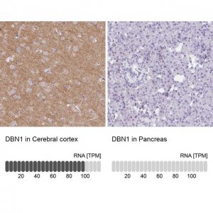 Anti-DBN1 antibody produced in rabbit 