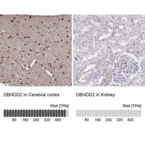 Anti-DBNDD2 antibody produced in rabbit 