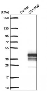 Anti-DBNDD2 antibody produced in rabbit 