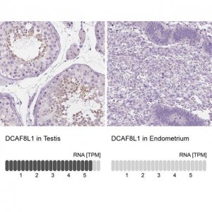Anti-DCAF8L1 antibody produced in rabbit 