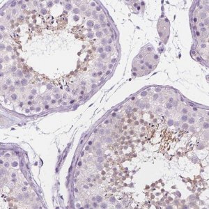 Anti-DCAF8L1 antibody produced in rabbit 