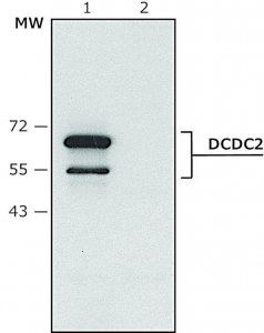 Anti-DCDC2 (C-terminal) antibody produced in rabbit 