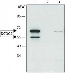 Anti-DCDC2 (C-terminal) antibody produced in rabbit 