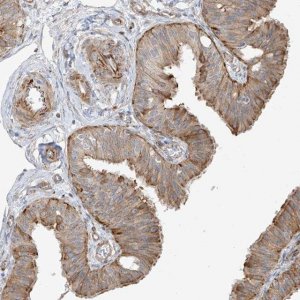 Anti-DCDC2 antibody produced in rabbit 