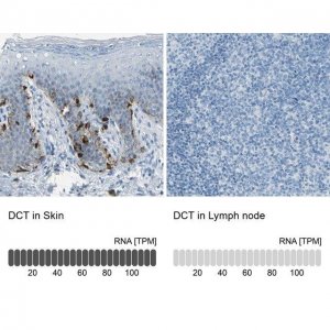 Anti-DCT antibody produced in rabbit 