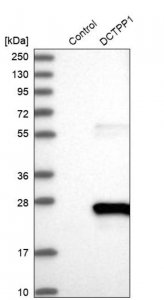 Anti-DCTPP1 antibody produced in rabbit 