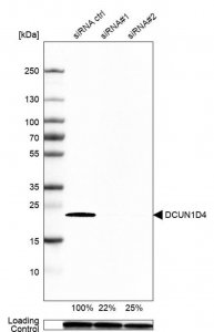 Anti-DCUN1D4 antibody produced in rabbit 