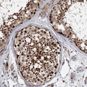 Anti-DCUN1D4 antibody produced in rabbit 
