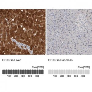 Anti-DCXR antibody produced in rabbit 