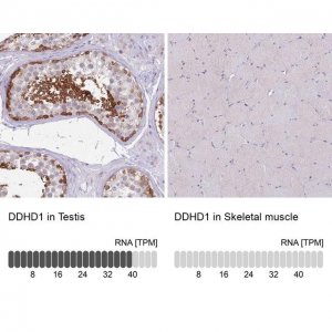 Anti-DDHD1 antibody produced in rabbit 