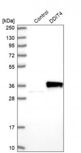 Anti-DDIT4 antibody produced in rabbit 