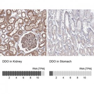 Anti-DDO antibody produced in rabbit 