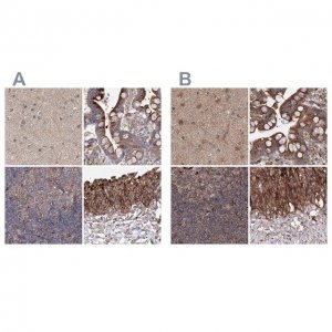 Anti-DDO antibody produced in rabbit 