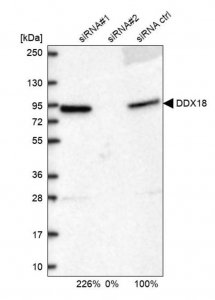 Anti-DDX18 antibody produced in rabbit HPA041056-100UL