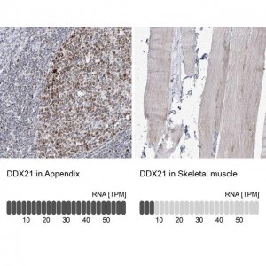 Anti-DDX21 antibody produced in rabbit 