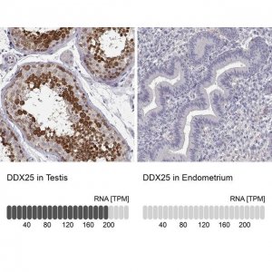 Anti-DDX25 antibody produced in rabbit 