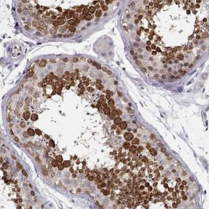 Anti-DDX25 antibody produced in rabbit 