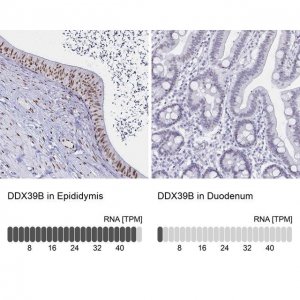 Anti-DDX39B antibody produced in rabbit HPA058450-100UL
