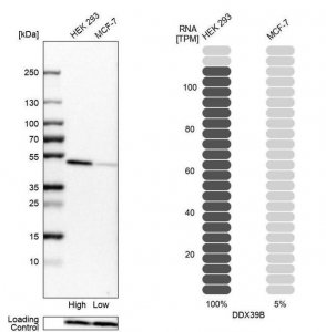 Anti-DDX39B antibody produced in rabbit HPA058450-100UL