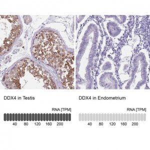 Anti-DDX4 antibody produced in rabbit 