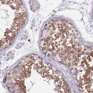 Anti-DDX4 antibody produced in rabbit 