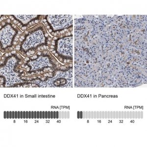 Anti-DDX41 antibody produced in rabbit 