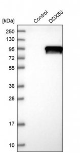 Anti-DDX50 antibody produced in rabbit HPA037388-100UL